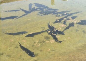«СОЗАҚ-БАЛЫҚ ӨНІМДЕРІ»: ӨНДІРІСТІК БАЛЫҚ ШАРУАШЫЛЫҒЫНАН ЖАҢА АГРОЖОБАЛАРҒА ДЕЙІН